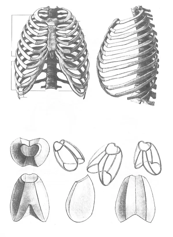 xuong co 27