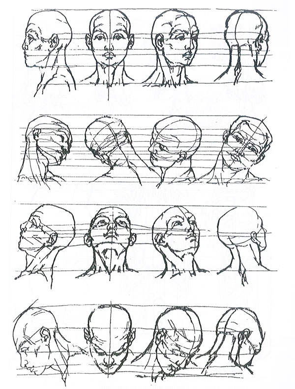 Светотень на лице. Лицо человека схема. Положение глазной щели. Конструкция головы человека рисунок. Ширина глазной щели в норме.