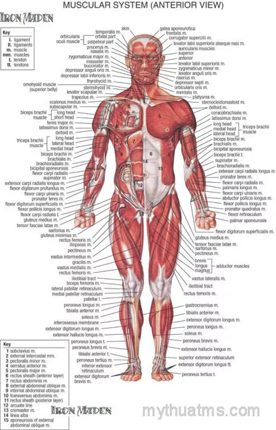 Giải phẫu sưu tầm 1