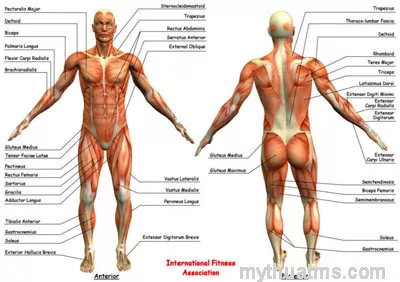 Giải phẫu sưu tầm 10