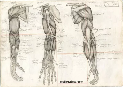 Giải phẫu sưu tầm 13