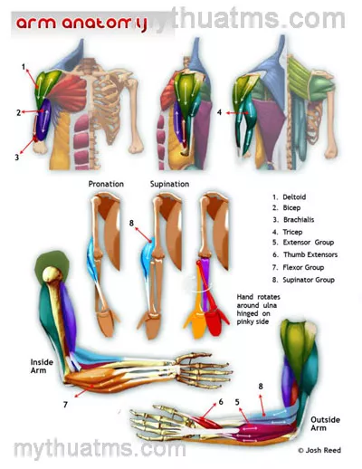 Giải phẫu sưu tầm 2