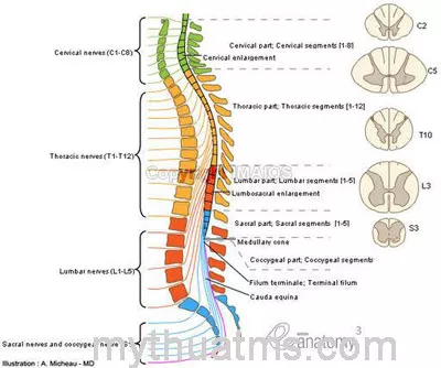 Giải phẫu sưu tầm 4