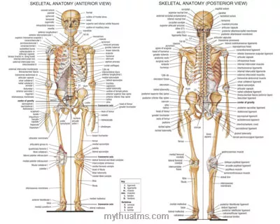 Giải phẫu sưu tầm 6