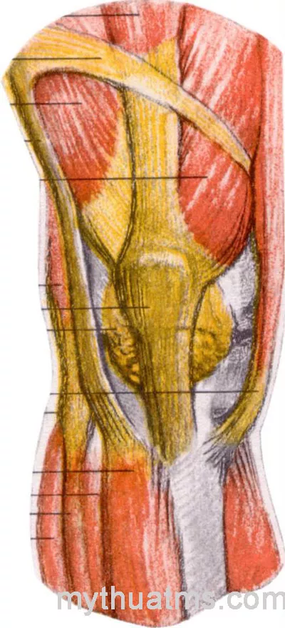 Giải phẫu sưu tầm 8