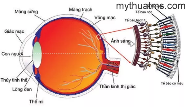 nguon goc cua mau sac 2