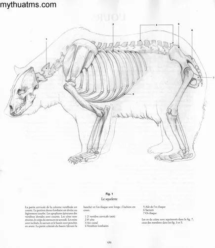 gau 1