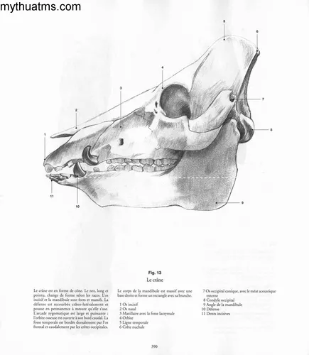 heo 13