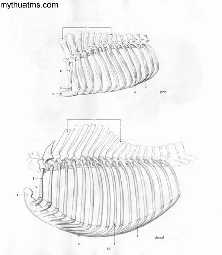 giai phau 47